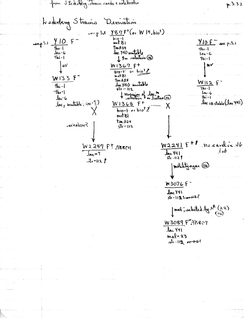 W41 Y10F- lineage p3.32